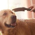 hansgrohe DogShower